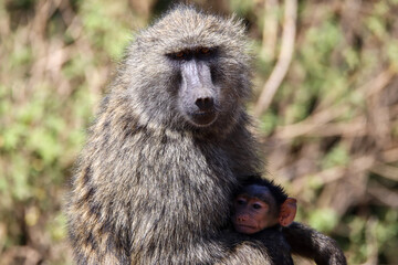 baboon sitting on the ground and hugging his baby