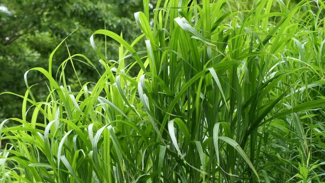風に揺れる雑草