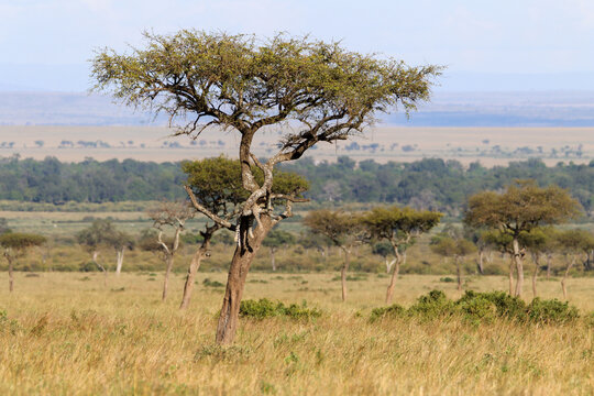 Cheetah in a tree in Masai Mara