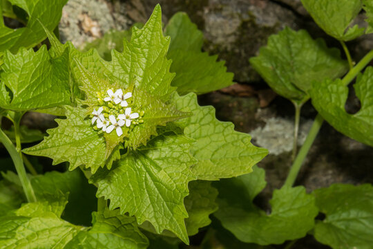 Garlic Mustard - Alliaria petiolata
