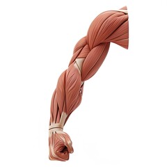 D Model of Human Arm Muscles Biceps and Triceps - obrazy, fototapety, plakaty