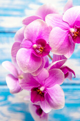 Obraz premium A branch of purple orchids on a blue wooden background 