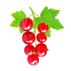 Red currant isolated on white background