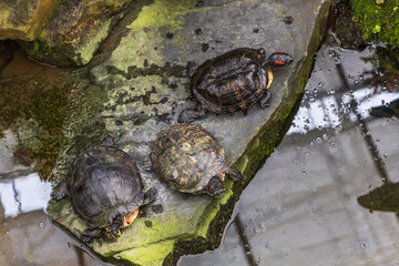 A large turtle with a shell. The turtle has a body outside the shell. Magnificent tortoise (Trachemys scripta)