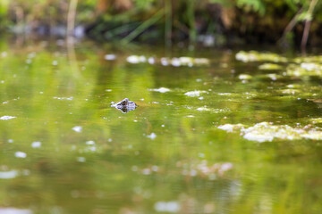 Frog on the surface of the pond. Close-up portrait of the head of a frog Toad - Bufo bufo. Big...