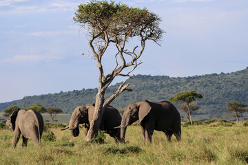 two African elephant close to a tree