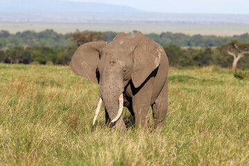 Elephant in the gras of Masai Mara national Park