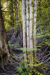 die erstaunliche Evolution der Natur