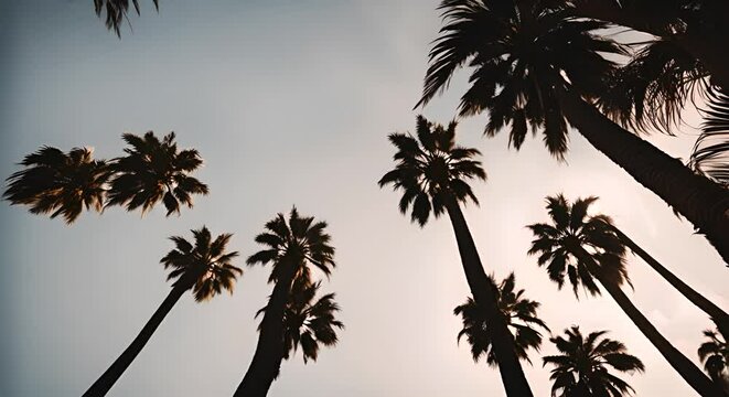 Video of palm trees in California.