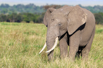 Close-up of an African elephant in Masai Mara