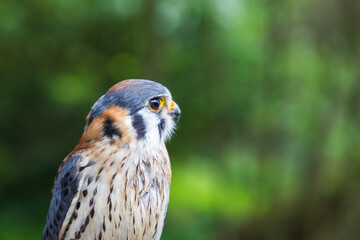 Beautiful little predator Sparrowhawk - Falco sparverius led by a falconer.