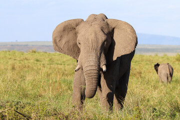 Fototapeta premium African elephant in the savannah
