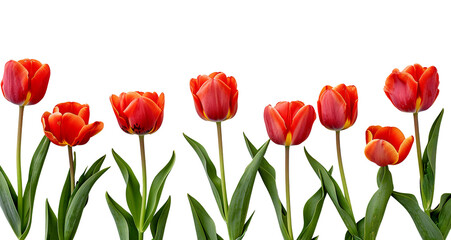 Wallpaper of Tulips on a transparent background with copy space for text