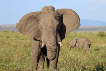 Portrait of an African elephant