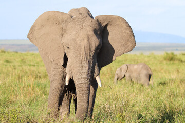 Portrait of an African mother elephant with a baby in the background
