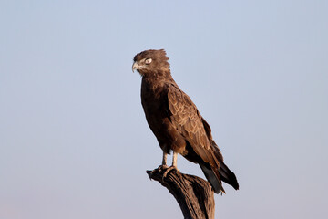 Close-up of an brown snake eagle in Masai Mara national park