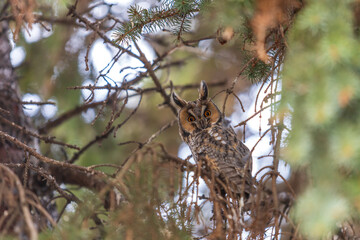 Owl Asio otus - Long-eared Owl resting by day in the branches of an evergreen tree. Wild photo in...