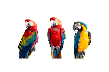 Close up Three colorful parrots are standing next to each other on isolate transparent background. The birds are of different colors. generative ai illustration.