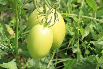 Tomates