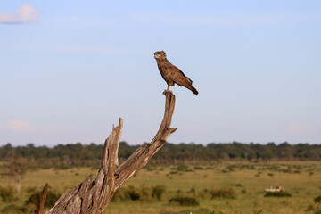 tailed hawk perched on branch