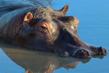 close-up of an hippopotamus head in river