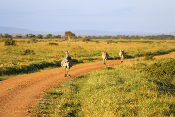 Zebras in the distance