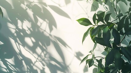 Leaf shadow and light on wall background Nature tropical leaves tree branch and plant shade sunlight on white wall texture shadow overlay effect foliage mockup graphic layout wallpaper : Generative AI