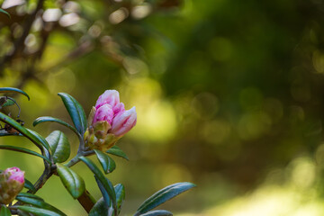 美しい石楠花の蕾