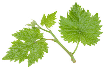 Green grape leaves isolated on a white background