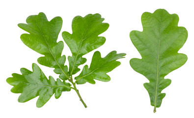 Oak leaves isolated on a white background, top view