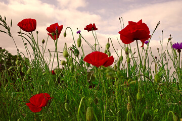 Obraz premium Red poppies in a field against a cloudy sky