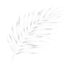 white palm leave v isolate on transparent png.
