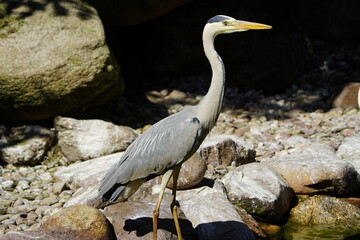 The Gray Heron (Ardea cinerea), is a wading bird of the heron family Ardeidae, native throughout temperate Europe and Asia and also parts of Africa. Walsrode Bird Park, Germany. 