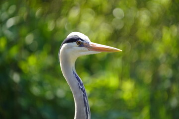 The Gray Heron (Ardea cinerea), is a wading bird of the heron family Ardeidae, native throughout temperate Europe and Asia and also parts of Africa. Walsrode Bird Park, Germany. 