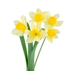 Narcissus  flowers isolated on a white background