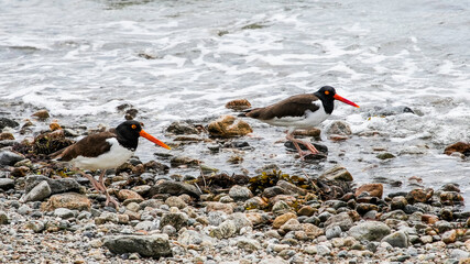 Two American oystercatchers foraging along a rocky shoreline during high  tide