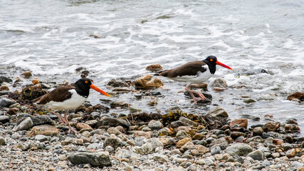 Two American oystercatchers foraging along a rocky shoreline during high  tide - Powered by Adobe