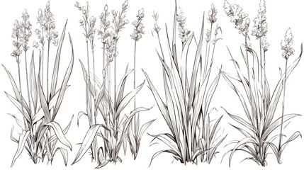 Lemongrass plant black and white illustration in sk