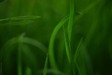 Natural floral background vivid green grass in summer