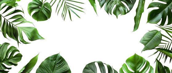 monstera leaves boarder frame isolated png 
