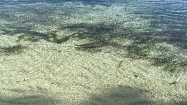 Bonefish in the shallows