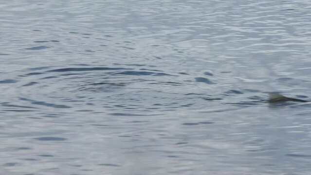 Bonefish in the shallows