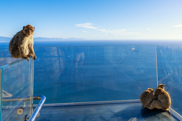 close-up of Barbary Macaque monkeys on the glass Skywalk Gibraltar viewing platform in the Upper...