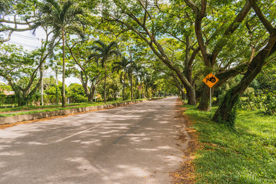 road full of trees, entrance to the town, Espinal Tolima