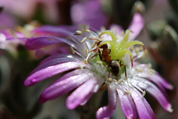 fiore e formica