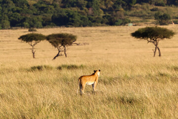 Lioness watching his territory
