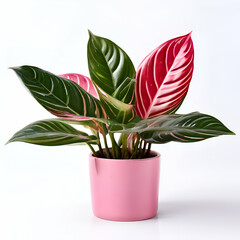 aglaonema lipstick plant corporate gift set,close up of aglaonema lipstick with drying pesticide,generate ai
