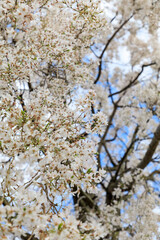 満開のクラ桜（栃木県さくら市）