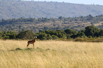 Landscape with impala in Masai Mara National park