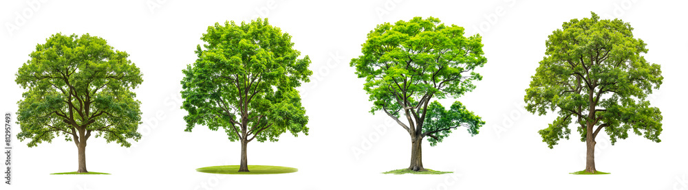 Poster set of green trees collection with branches isolated transparent or white background, 3d rendering